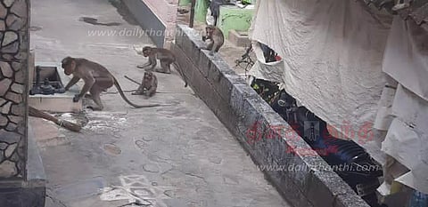 குரங்குகள் அட்டகாசம்