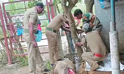 சிங்கப்பெருமாள் கோவில் அருகே மீண்டும் சிறுத்தை நடமாட்டமா? 3 கன்றுகுட்டிகளை கடித்து குதறியதால் பரபரப்பு