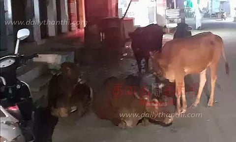சாலையில் சுற்றும் மாடுகளால் விபத்து அபாயம்