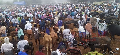 புதன் சந்தையில் மாடுகள் விலை குறைந்தது