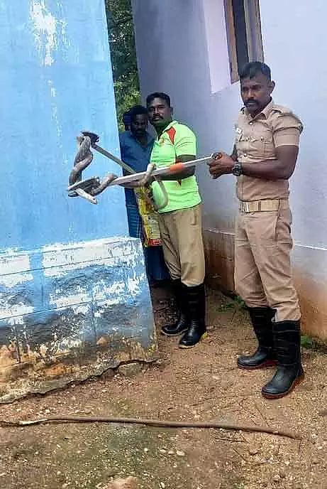 வீட்டுக்குள் புகுந்த பாம்பு