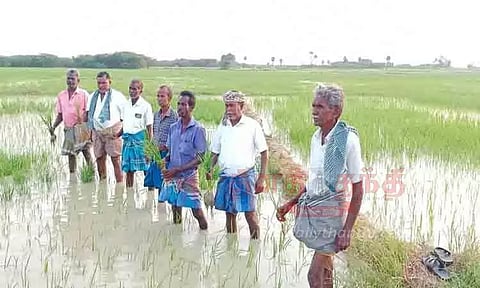 கண்மாய் நீர் வயலுக்குள் புகுந்ததால் நெற்பயிர்கள் சேதம்