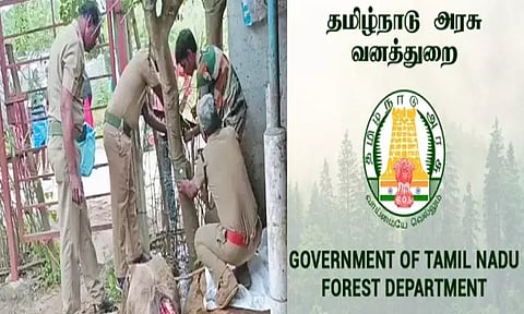 சிங்கப்பெருமாள் கோவில் அருகே கன்று குட்டிகளை கடித்து கொன்றது சிறுத்தை அல்ல, நாய்கள்தான் - வனத்துறை