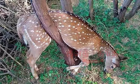 மரக்கிளையில் சிக்கி மான் சாவு