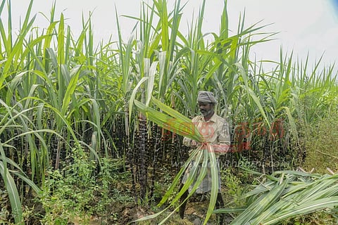 பொங்கல் பண்டிகை தேவைக்காக நன்கு வளர்ந்து காணப்படும் செங்கரும்பு
