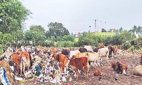 நந்திவரம் அரசு பள்ளி எதிரே குப்பைகளை கொட்டும் நகராட்சி நிர்வாகம்; கலெக்டர் நடவடிக்கை எடுக்க பொதுமக்கள் கோரிக்கை