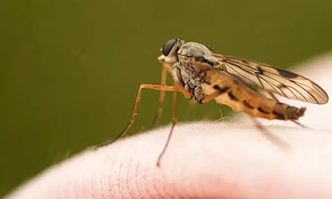 ஒரே ஒரு கொசுக்கடியால் 1 மாதம் கோமாவுக்குச் சென்ற நபர்: 30 அறுவை சிகிச்சைகள் செய்து உயிரை மீட்ட டாக்டர்கள்...!