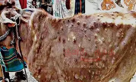 பெரியம்மை நோய் பரவலால் பாதிப்புக்குள்ளாகும் மாடுகள்