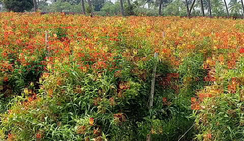 கண்வலிகிழங்கு, விதைகள் அமோக விளைச்சல்