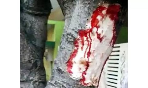 மரத்தை வெட்டியதால் ரத்தம் வடிந்ததாக பரபரப்பு