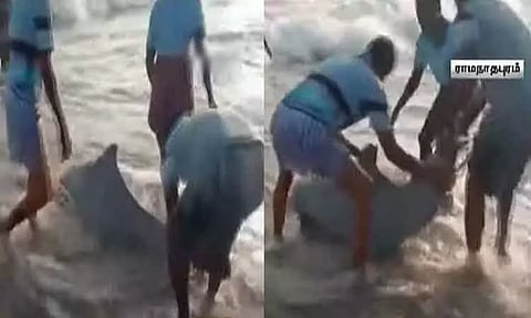 ராமநாதபுரம்: வலையில் சிக்கிய டால்பின்களை கடலில் விட்ட மீனவர்களுக்கு பரிசுத்தொகை அறிவித்த வனக்காப்பாளர்