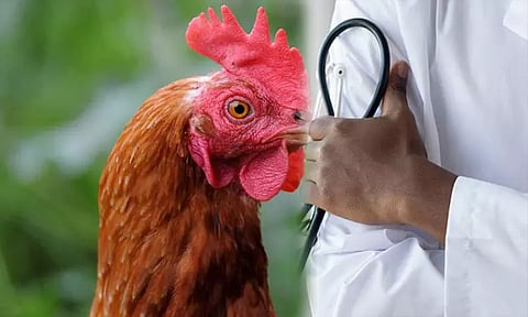 சரியாக தூங்க முடியவில்லை...சேவல் மீது நடவடிக்கை எடுக்க கோரி புகார் அளித்த டாக்டர்...!