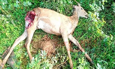 நாய் கடித்து புள்ளிமான் சாவு