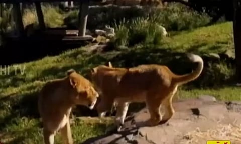 ஆஸ்திரேலியா: உயிரியல் பூங்காவிலிருந்து தப்பிச்சென்ற சிங்கங்கள்- மக்களுக்கு எச்சரிக்கை