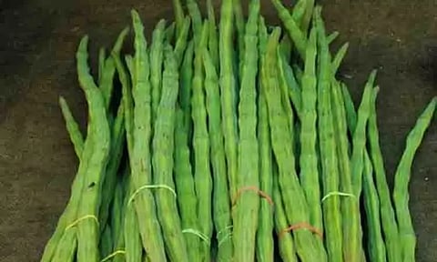 முருங்கைக்காய் விலை 'கிடுகிடு' உயர்வு; கிலோ ரூ.100-க்கு விற்பனை