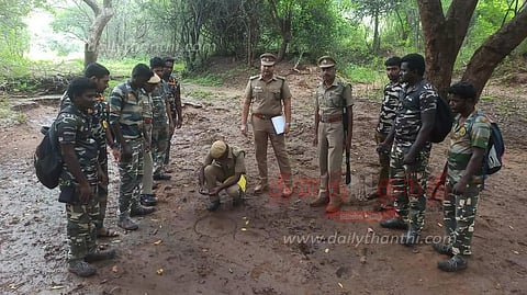 பவானிசாகர் வனப்பகுதியில் புலிகள் எண்ணிக்கை அதிகரிப்பு