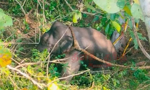 தொடர் அட்டகாசம் செய்த மேலும் ஒரு யானை பிடிபட்டது