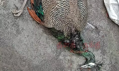 மின்சாரம் தாக்கி மயில் சாவு