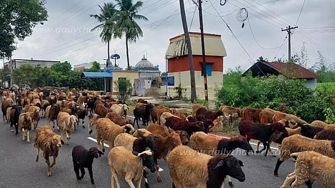 ஊர்வலம் சென்ற செம்மறி ஆடுகள்
