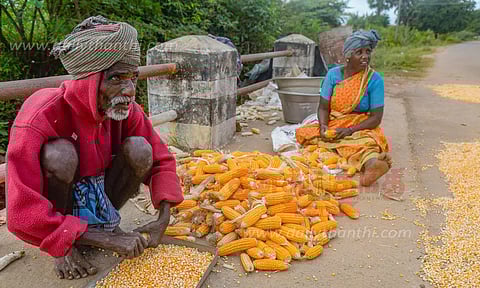 கோழி தீவனத்துக்காக சோளம் தரம் பிரிக்கும் பணி