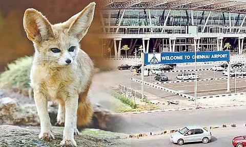 தாய்லாந்து நாட்டில் இருந்து சென்னைக்கு விமானத்தில் கடத்தி வந்த 2 நரி குட்டிகள் பறிமுதல்