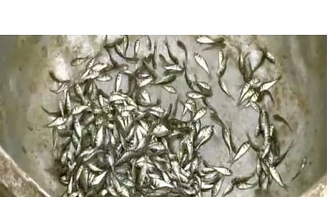 ஆற்றில் மீன் குஞ்சுகள் விடும் பணி: கலெக்டர் தொடங்கி வைத்தார்