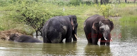 கிருஷ்ணகிரி அருகே கிராமத்துக்குள் புகுந்த 3 காட்டு யானைகள் ஏரியில் ஆனந்த குளியல் போட்டன