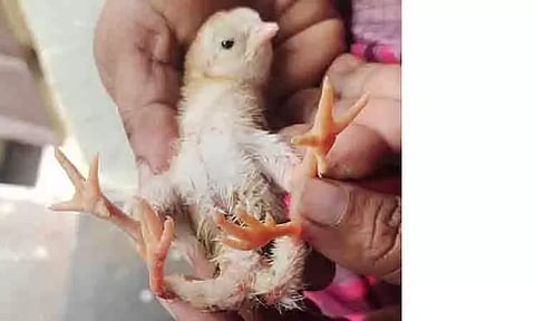 4 கால்களுடன் பிறந்த அதிசய கோழிக்குஞ்சு