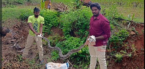 7 அடி நீள மலைப்பாம்பு பிடிபட்டது