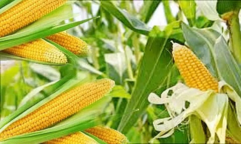 மக்காச்சோளத்திற்கு மீண்டும் மறைமுக ஏலம்