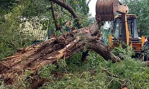 ஆவடி மாநகராட்சி பகுதியில் 20-க்கும் மேற்பட்ட இடங்களில் மரங்கள் வேரோடு சாய்ந்தது