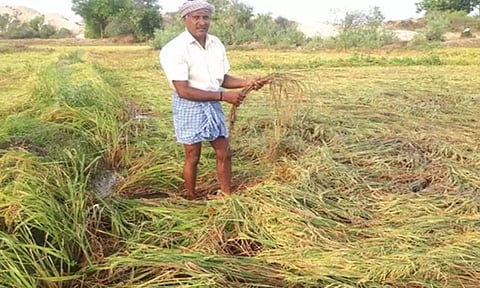 வயல்களில் மழைநீர் தேங்கியதால் திருத்தணி சுற்றுவட்டார பகுதியில் நெற்பயிர்கள் நீரில் மூழ்கி நாசம்