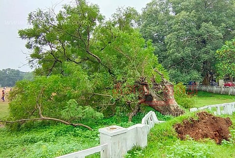 வேப்பமரம் வேரோடு சாய்ந்தது