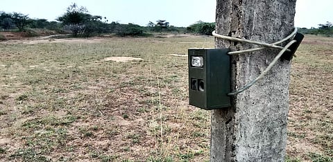 மேய்ச்சலுக்கு சென்ற ஆடுகளை புலி கொன்றதா?