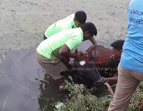 குட்டையில் தவறி விழுந்த பசு மாடு உயிருடன் மீட்பு