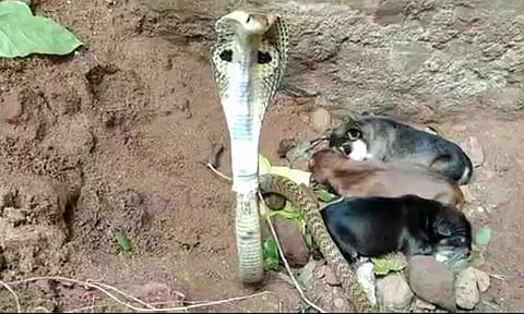 நாய் குட்டிகளை பாதுகாத்த நல்லபாம்பு