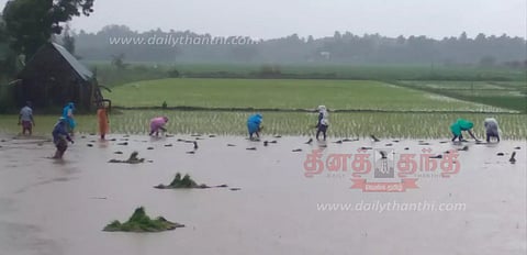 நெற்பயிர்கள் நீரில் மூழ்கும் அபாயம்