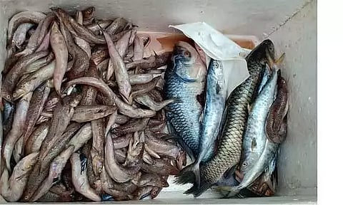 கெட்டுப்போன 300 கிலோ மீன்கள் பறிமுதல்