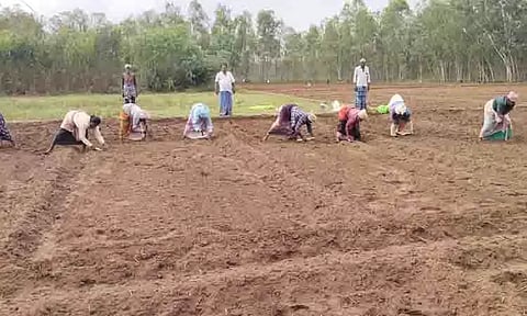 கடலை விதைக்கும் பணியில் விவசாயிகள்