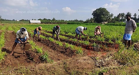 மழையால் தீவனப்புல் சாகுபடி பாதிப்பு