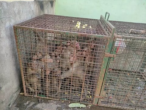 ஊருக்குள் புகுந்து அட்டகாசம் செய்த 32 குரங்குகள் கூண்டில் சிக்கின