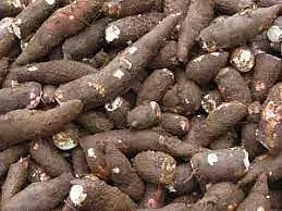 பரமத்திவேலூர் பகுதியில் மரவள்ளிக்கிழங்கு விலை டன் ரூ.500 உயர்வு விவசாயிகள் மகிழ்ச்சி