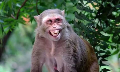 மேல்நிலை நீர்த்தேக்க தொட்டியில் தண்ணீர் குடிக்க குதித்து பரிதவித்த 30 குரங்குகள் உணவின்றி பரிதாப சாவு