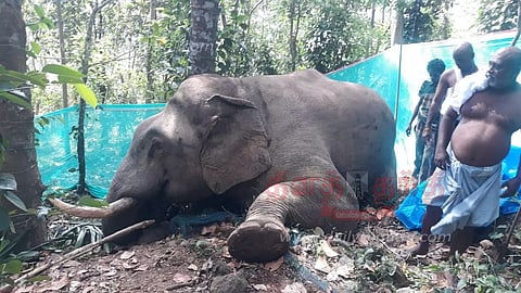 அருமனை அருகேரப்பர் தோட்டத்தில் இறந்து கிடந்த யானை