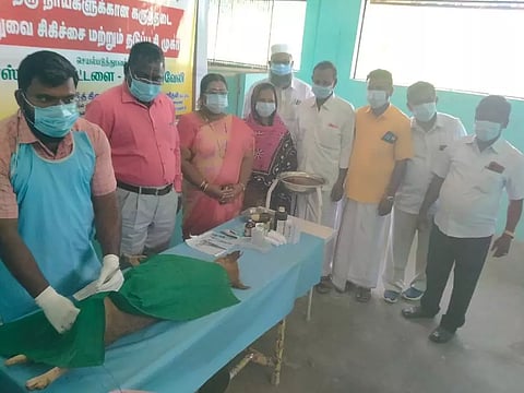தெரு நாய்களுக்கு கருத்தடை அறுவை சிகிச்சை