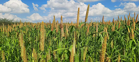 கம்பு பயிர் சாகுபடியில் விவசாயிகள் தீவிரம்