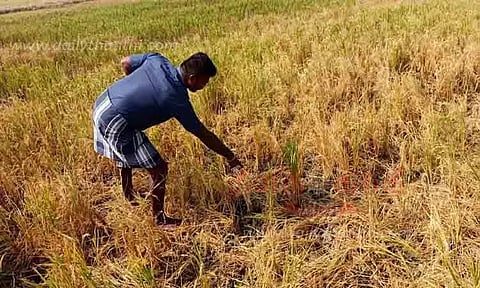 காட்டுப்பன்றிகளால் நெற்பயிர்கள் நாசம்