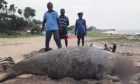 ராமேசுவரம் அருகே இறந்த நிலையில் கரை ஒதுங்கிய 300 கிலோ கடல் பசு...! கப்பல் மோதியதா...?