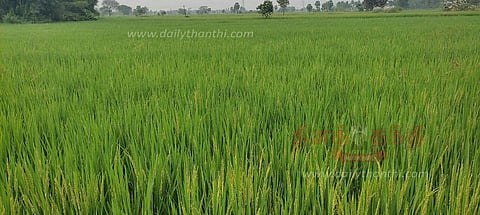 நீடாமங்கலம் பகுதியில் 43,280 ஏக்கரில் சம்பா-தாளடி சாகுபடி