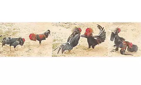 அனல்பறந்த சேவல் சண்டை